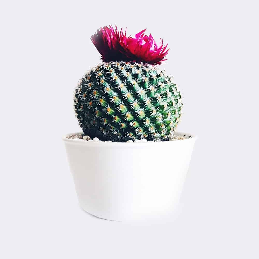 Ana Sayfa cactus4 free img