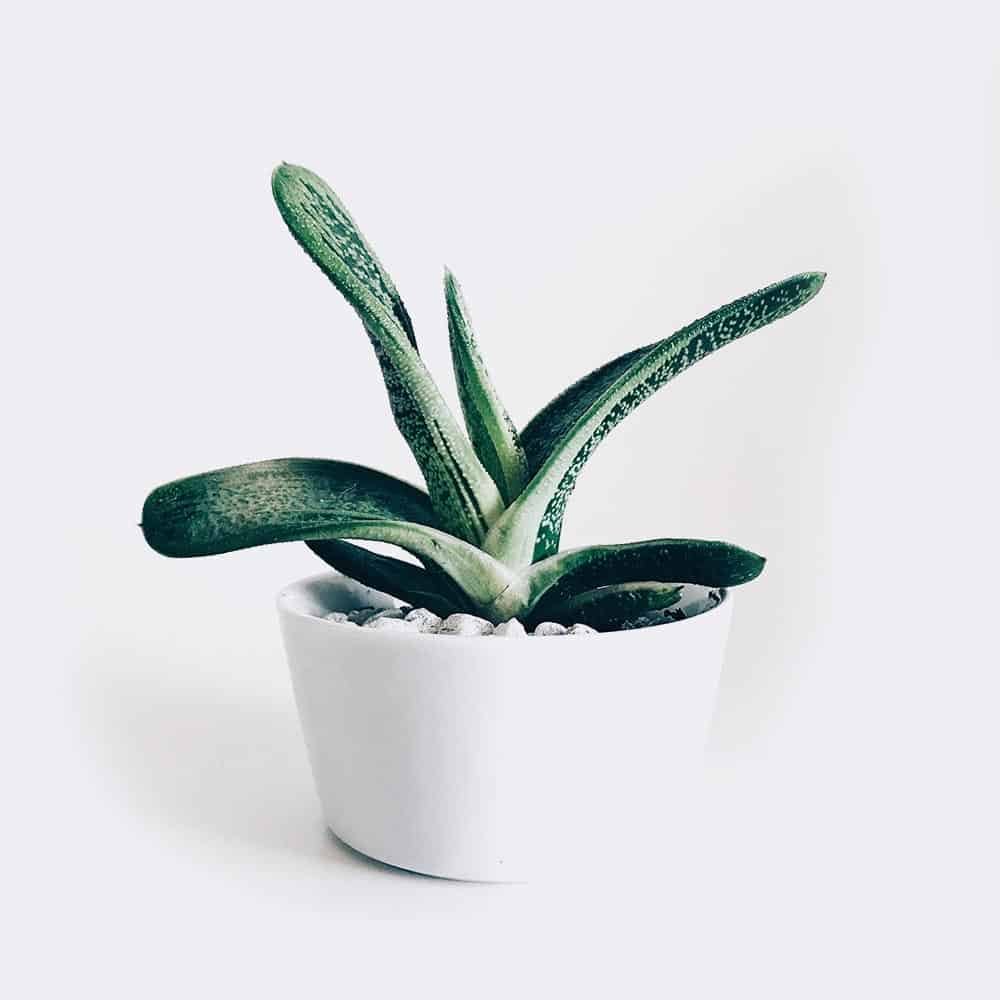 Ana Sayfa plant3 free img